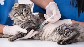 Création de site web à Lens pour éducateurs canins et professionnels animaliers